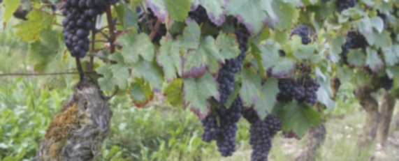 Vesicare générique